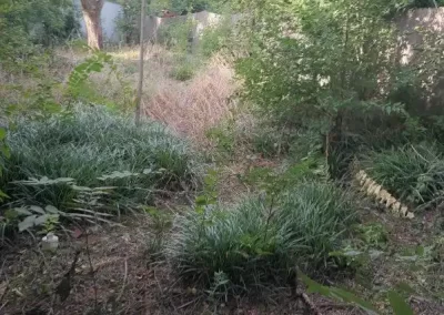 Before Landscape Maintenance