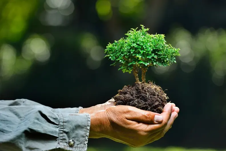 Choosing The Right Trees For Your Property With Professional Help Oklahoma City OK