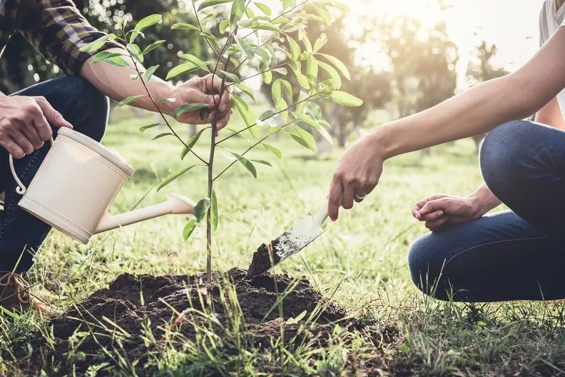 Professional Tree Planting Services Oklahoma City OK
