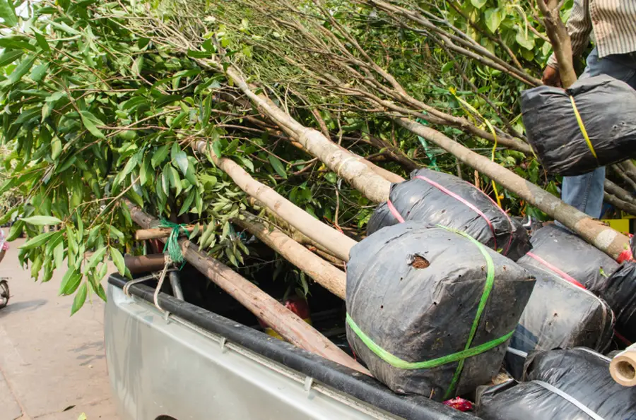 Superior Tree Planting Services Oklahoma City OK
