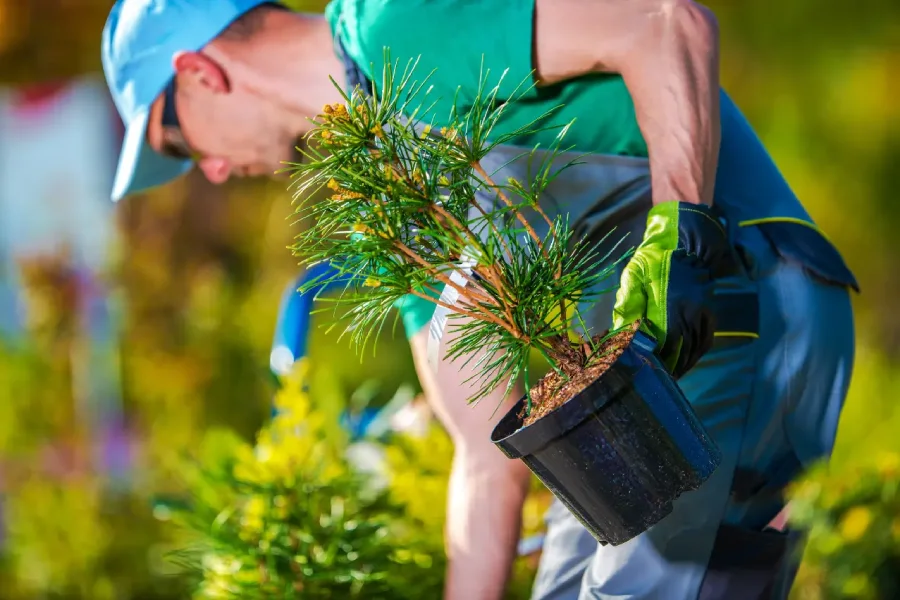 When Is The Best Time To Plant Trees On Your Property in Oklahoma City, OK